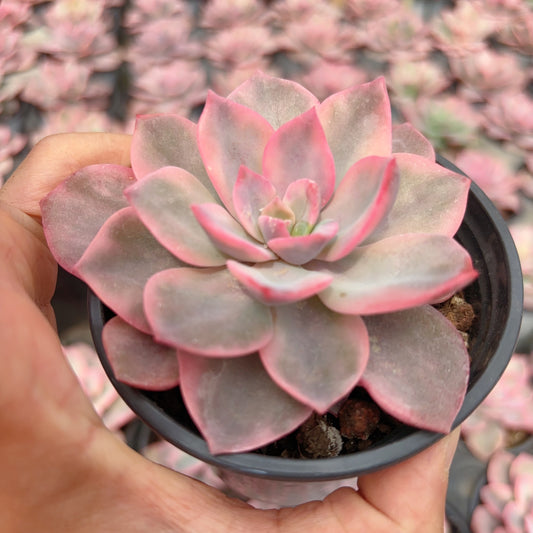 粉色哈利锦，Varigated Echeveria Pink Harry，Single Head，9cm Pot