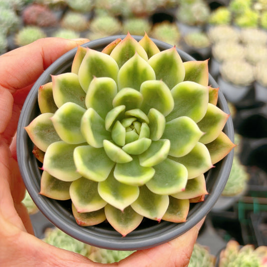 蝴蝶飞锦，Varigated Echeveria Butterflying，Single Head，9cm pot