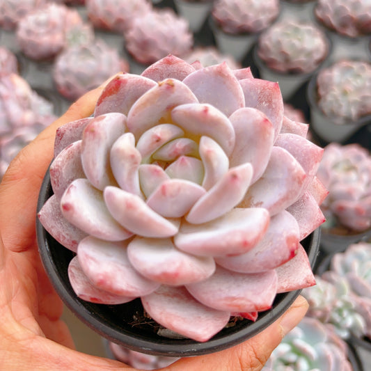 梦露，Echeveria Monroe，Single head，9cm Pot