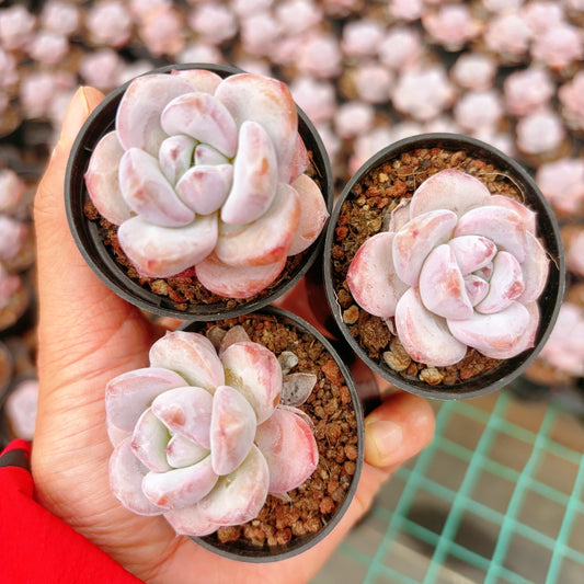 星星雪Echeveria Snowy Stars，Single Head，5.5cm Pot