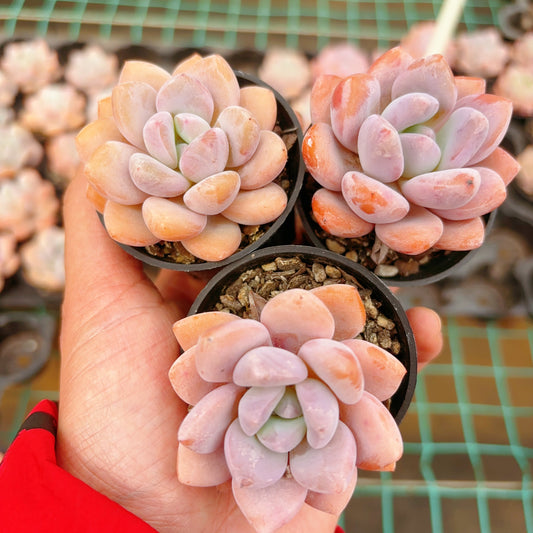 果之源，Echeveria Fruit Heart，Single Head，5.5cm Pot