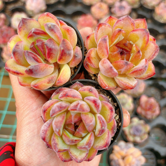 黑水晶单头Echeveria Black Crystal，Single head,5.5 cm Pot