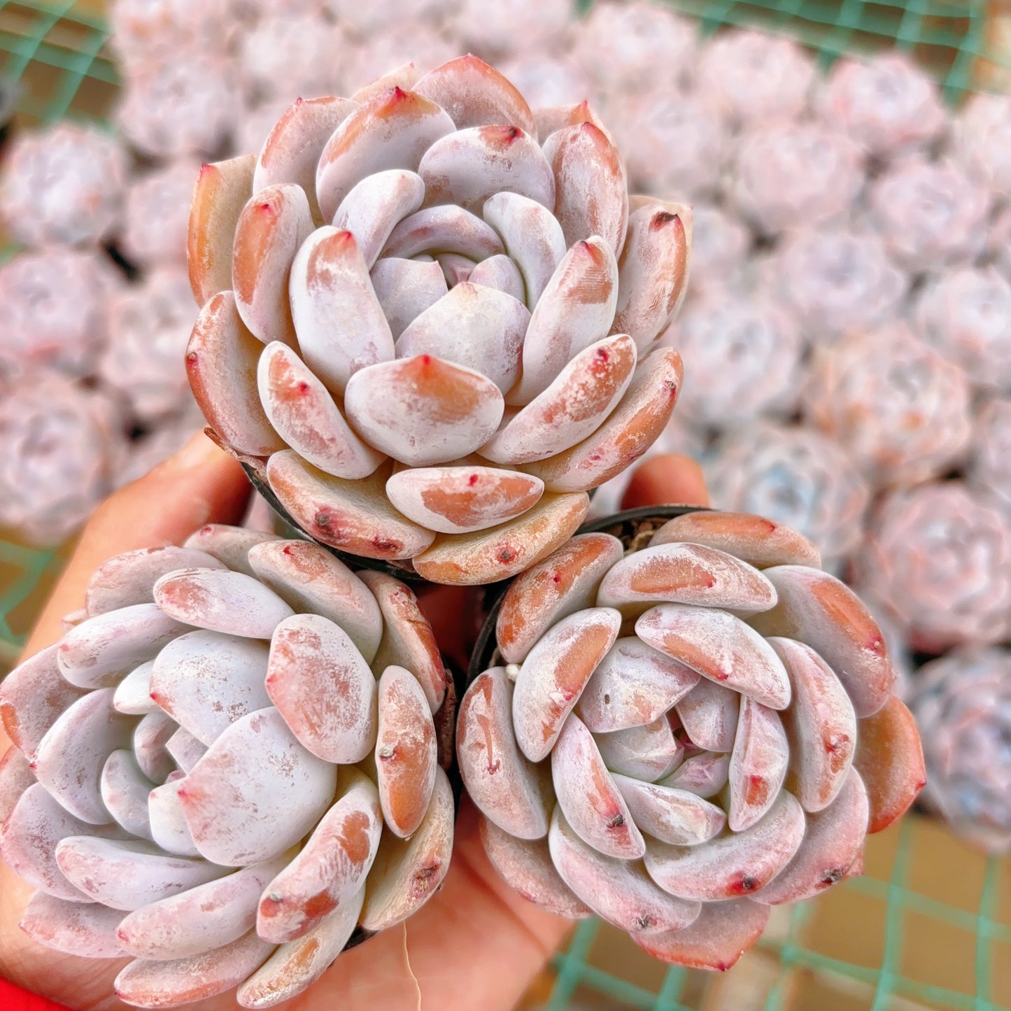 梦露，Echeveria Monroe，Single head，5.5cm Pot