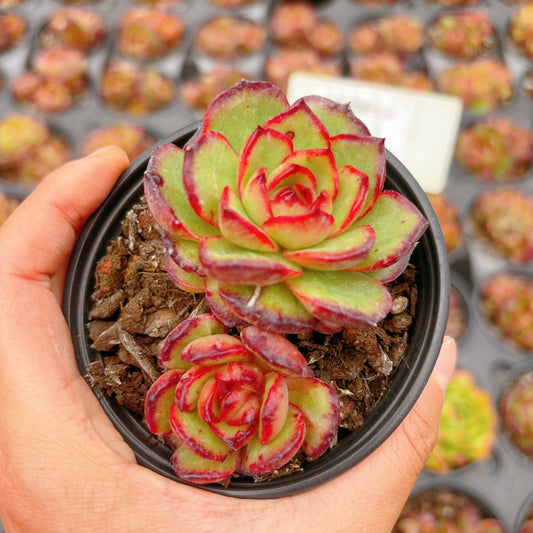 保利安娜石化Echeveria Puli Mutant，2 Heads，5.5cm Pot