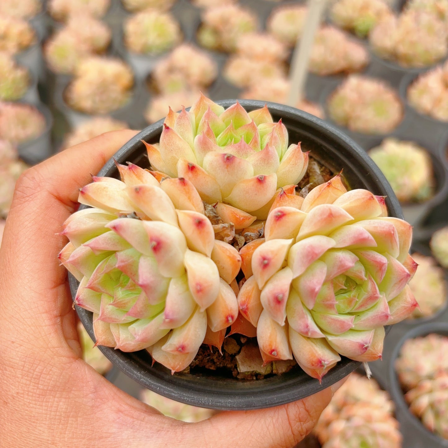 桃薰女王，Echeveria Queen Momo，Cluster，8cm Pot