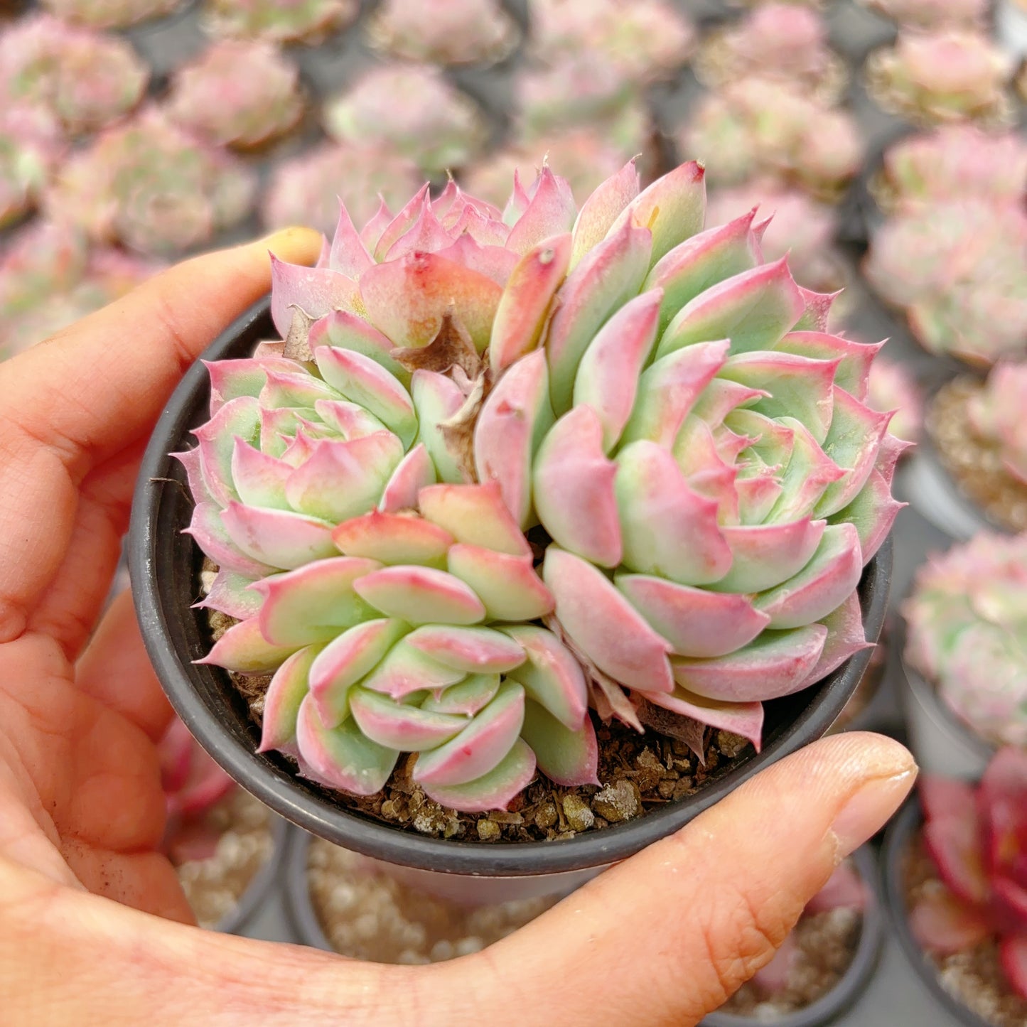 侧影，Echeveria Silhouette Rose，Cluster，8cm Pot