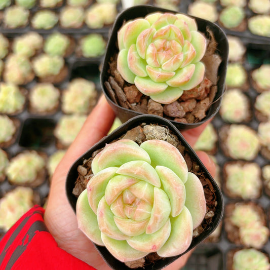 瑶池，Echeveria The Jade Pool，Single Head，6.5cm Pot