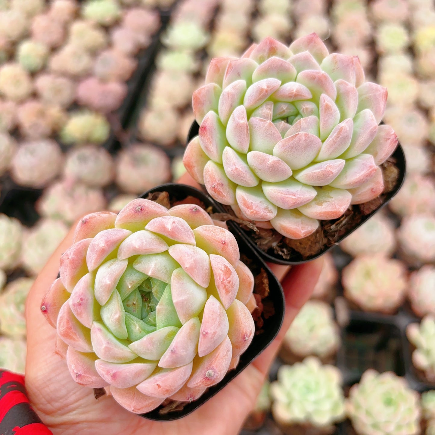 醉颜，Echeveria Drunk Beauty，Single Head，6.5cm Pot