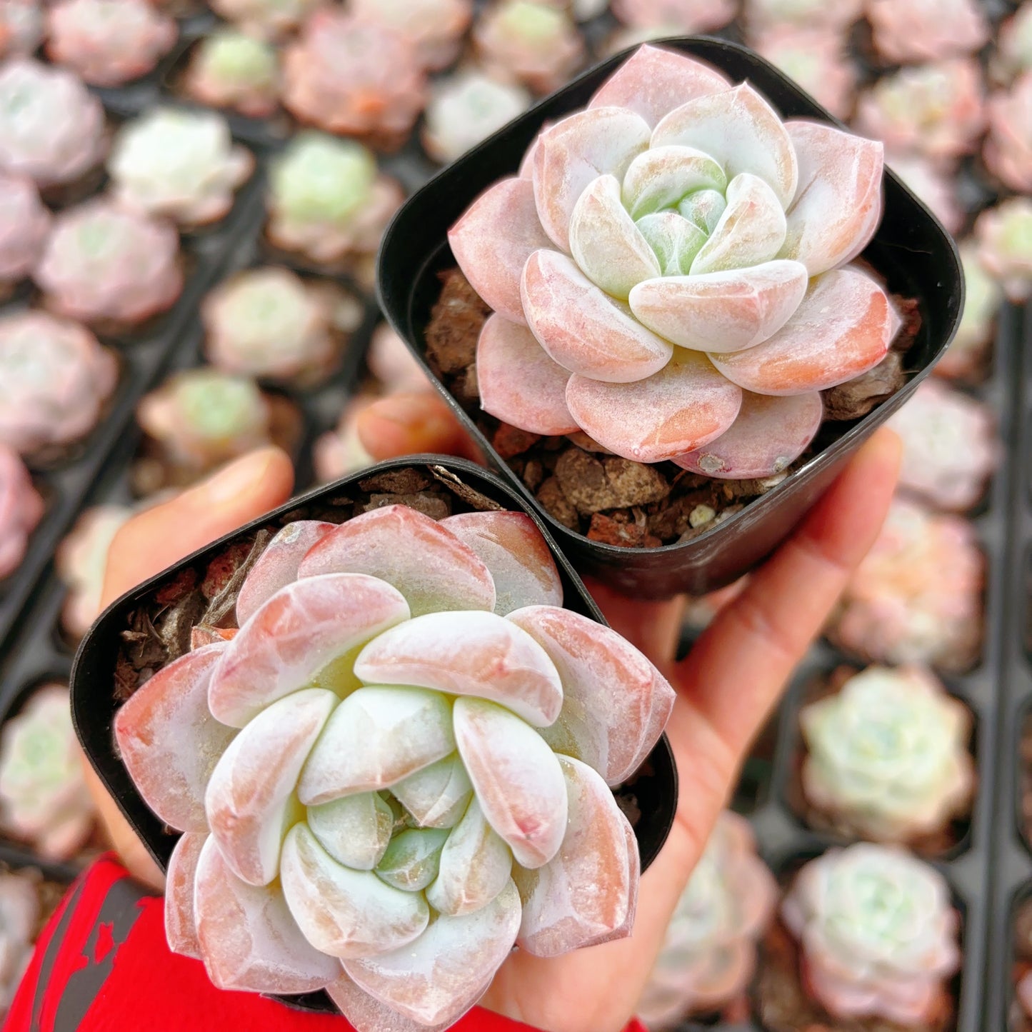 雪瓷Echeveria Snow Porcelain，1-2 heads，6cm pot