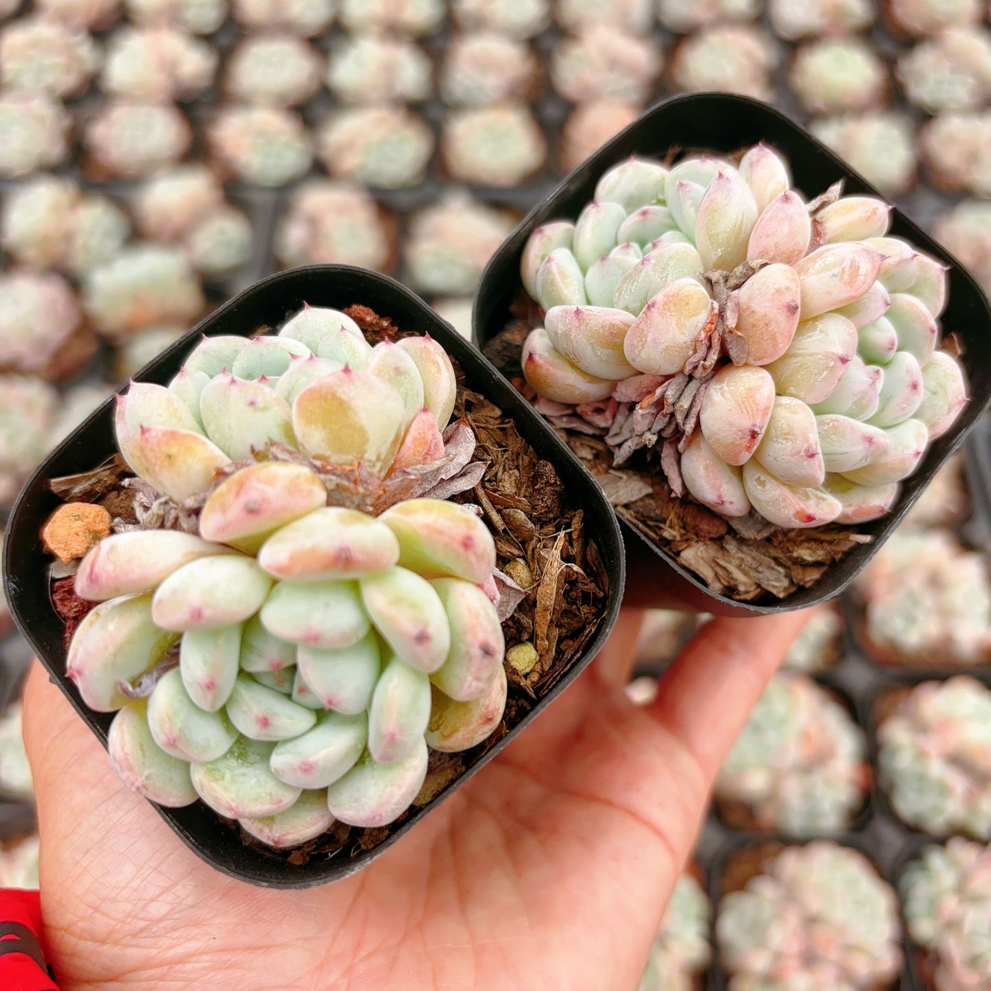 雪爪Echeveria Viyant,2 Heads， 6.5cm Pot