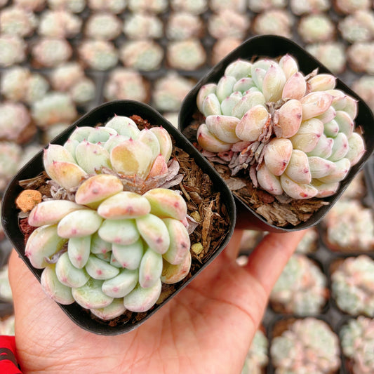 雪爪Echeveria Viyant,2 Heads， 6.5cm Pot