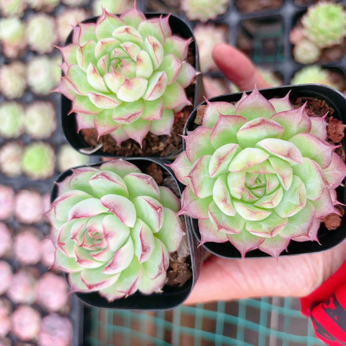 女王，Echeveria Queen，Single Head，6.5cm