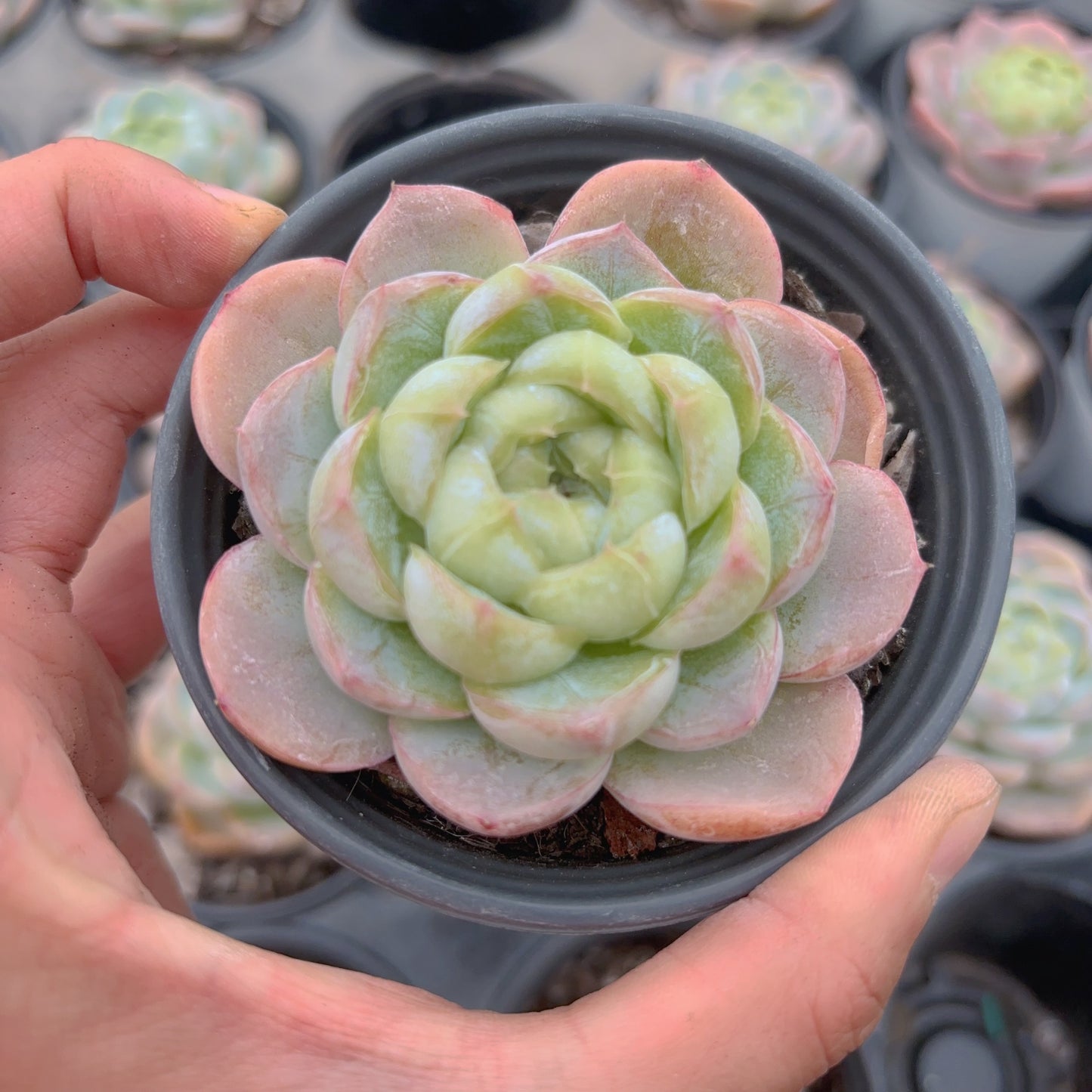 胖虎，Echeveria Fat-Tiger，Single Head，8cm Pot