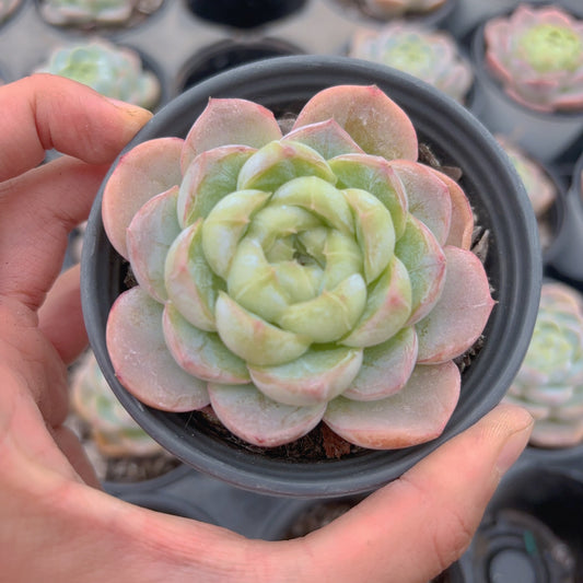 胖虎，Echeveria Fat-Tiger，Single Head，8cm Pot