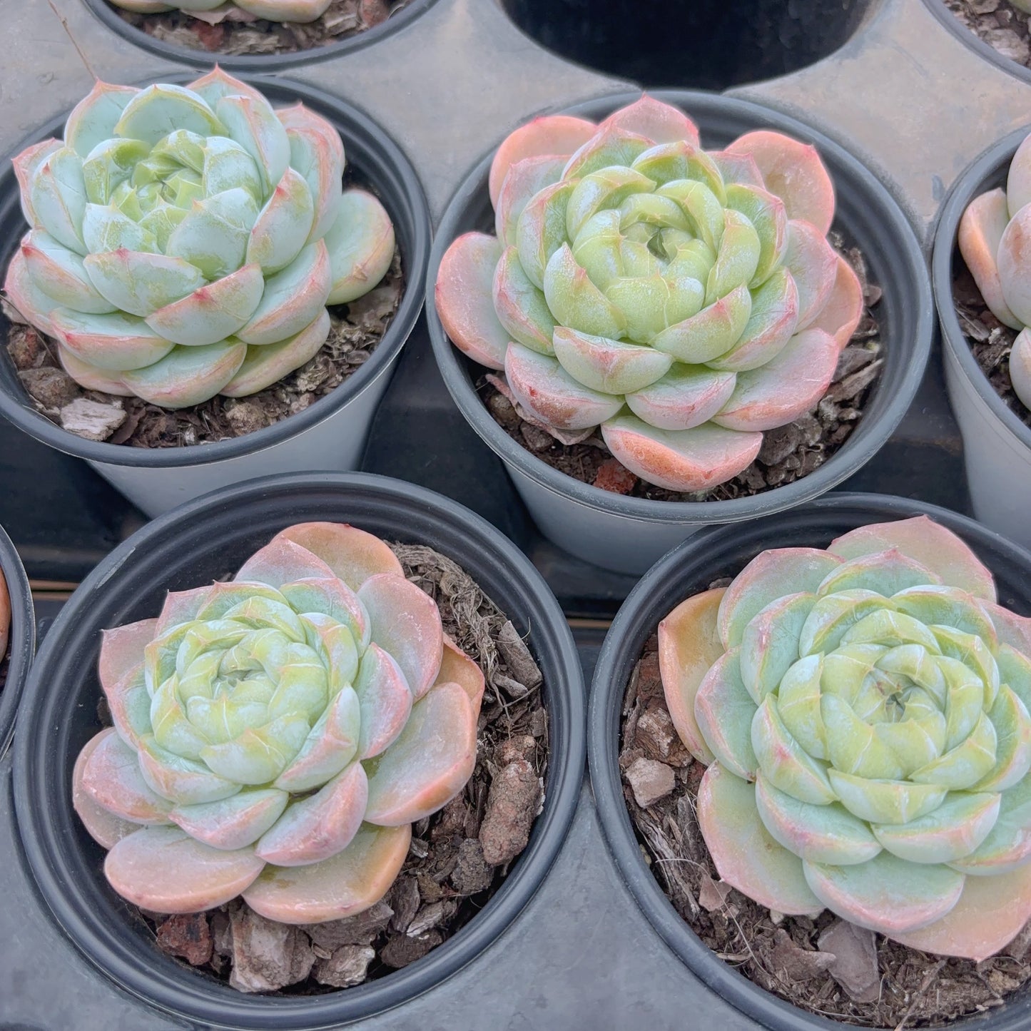 胖虎，Echeveria Fat-Tiger，Single Head，8cm Pot