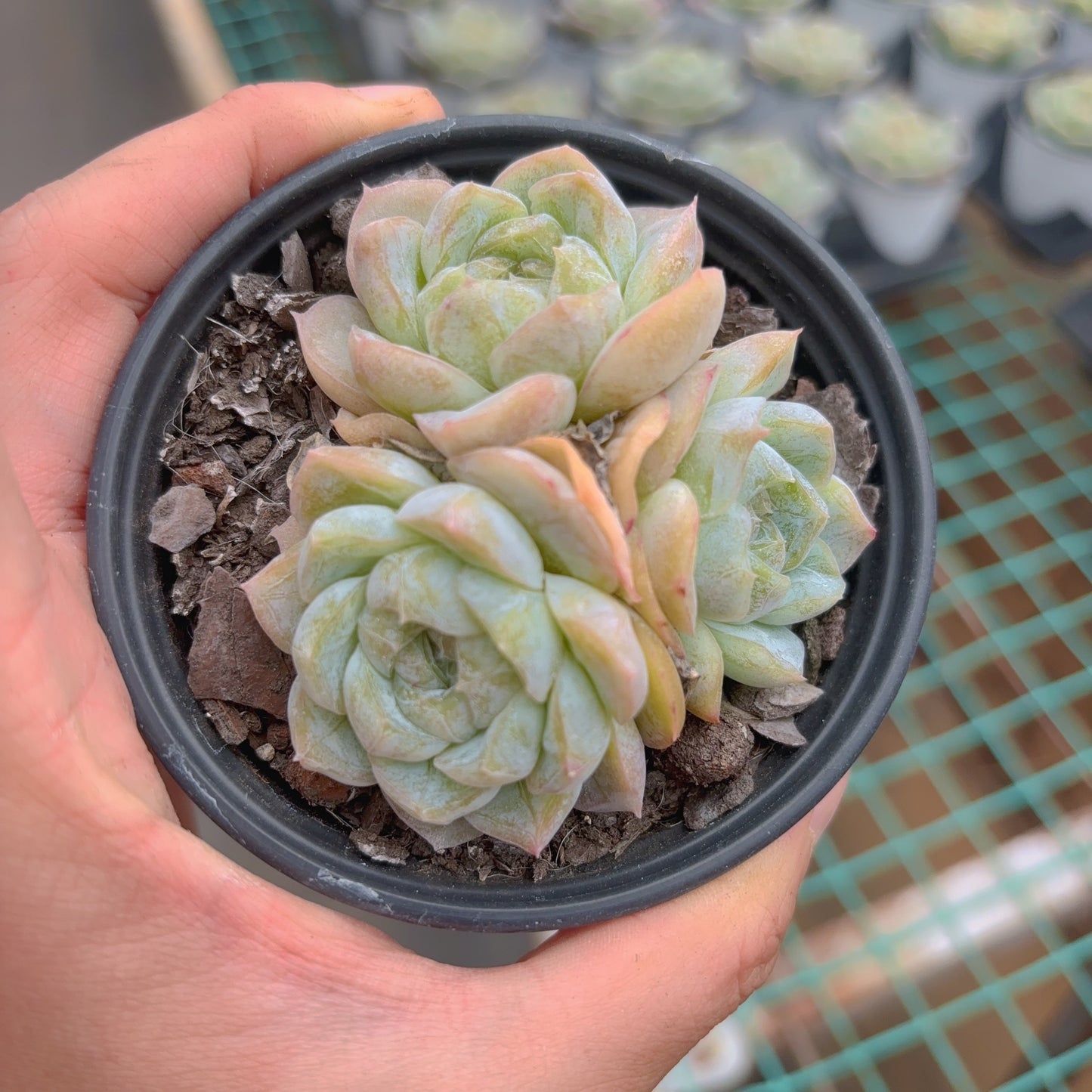 玛奇朵，Echeveria Macchiatto，Cluster，8cm Pot