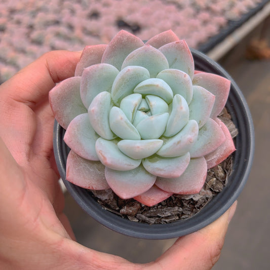 雪媚娘，Echeveria Mochi，Single Head，8cm Pot