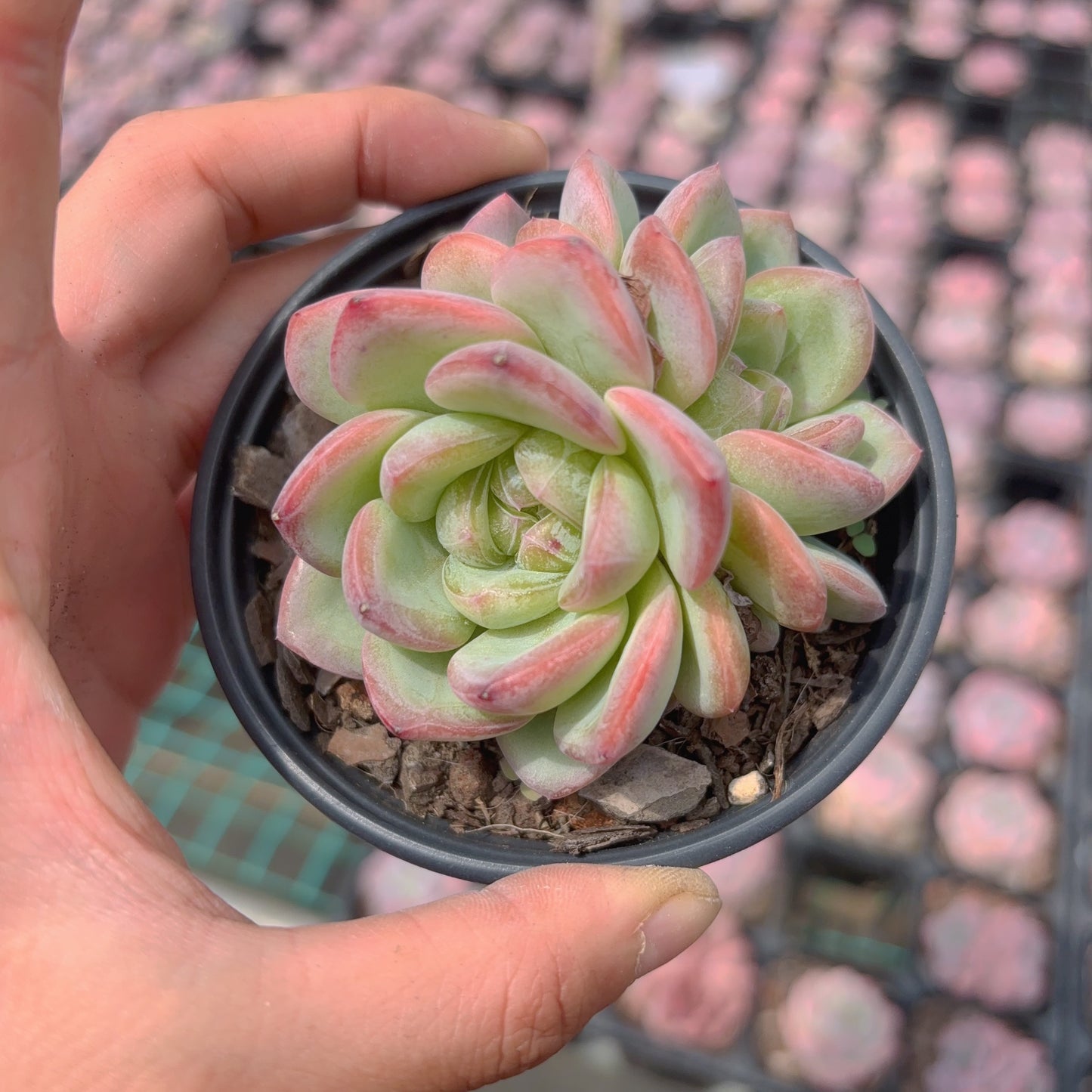 星星珍妮，Echeveria Jenny Star，2 heads，8cm pot