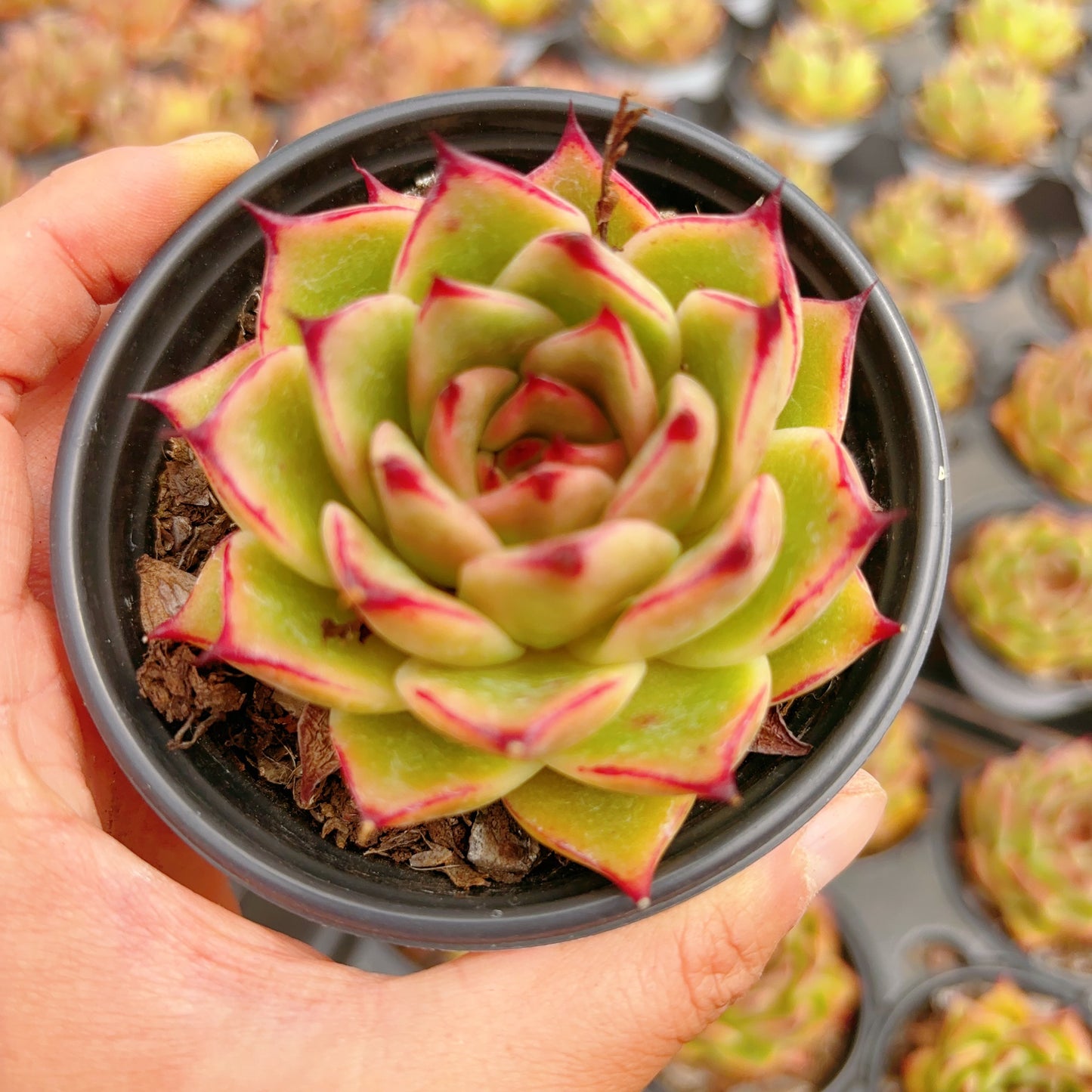 潘大妈Echeveria Aunty Pam，Single Head，8cm Pot