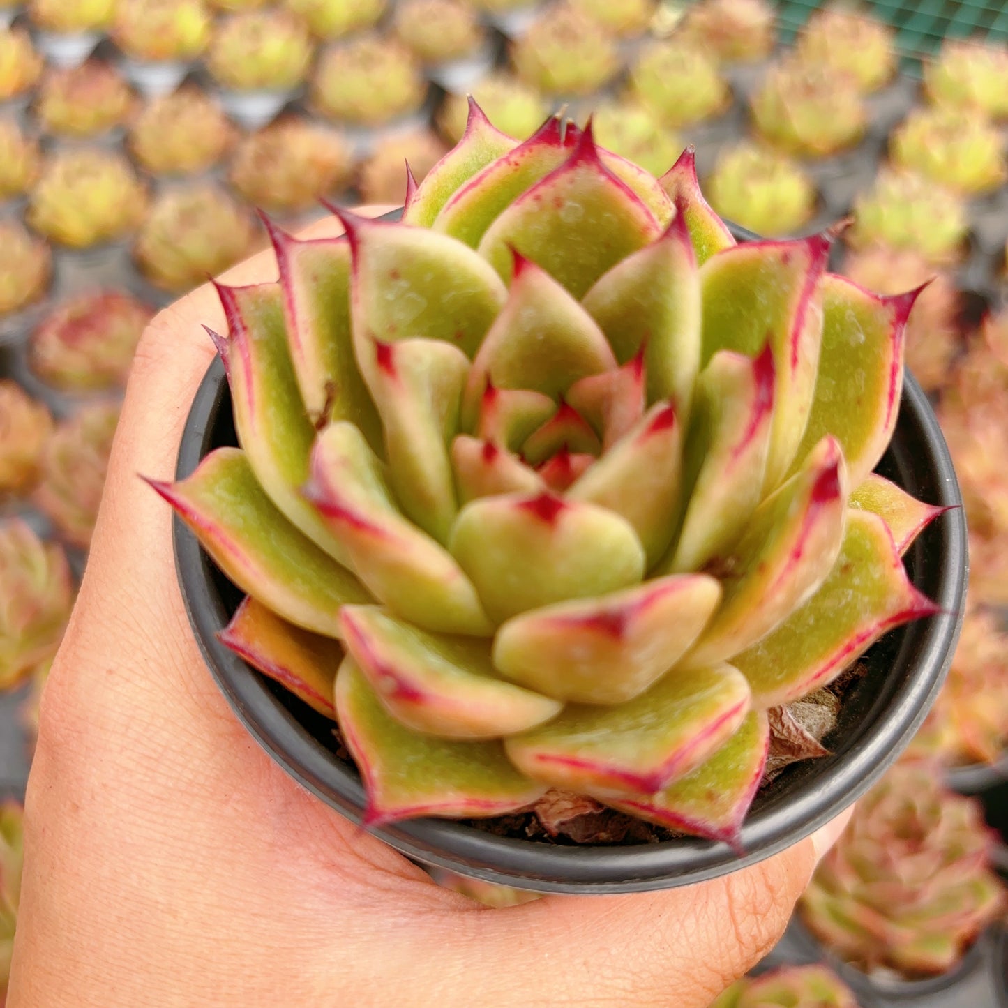 潘大妈Echeveria Aunty Pam，Single Head，8cm Pot