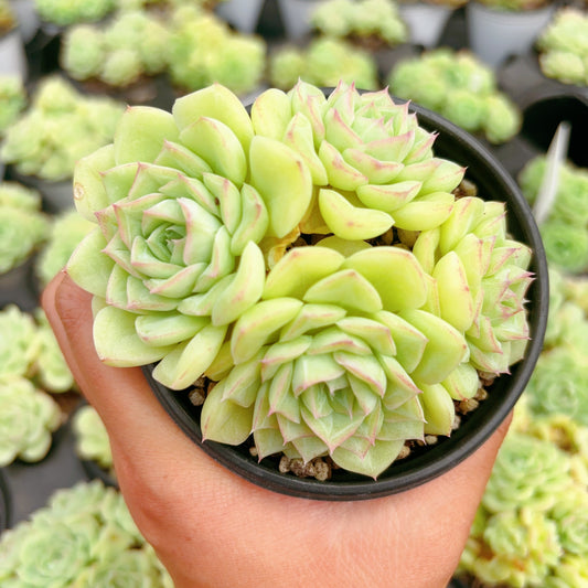 白天鹅，Echeveria White Swan，Cluster，8cm Pot