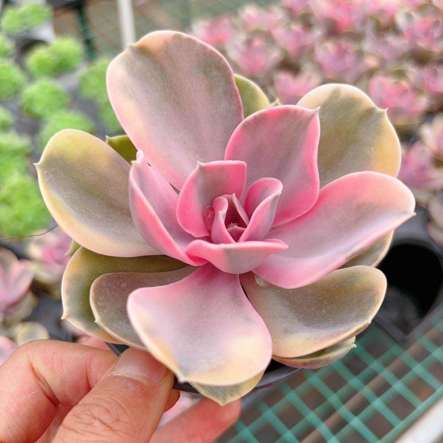 彩虹，Echeveria Rainbow,Single Head 9 cm Pot