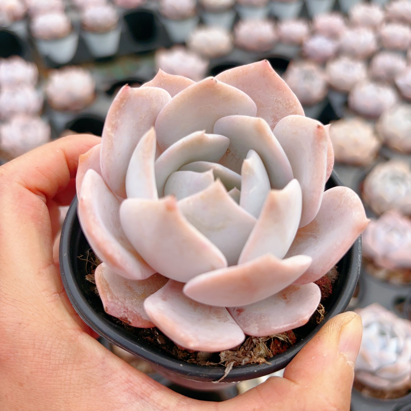 啾啾霜，Echeveria Tweet Tweet，Single Head，9cm Pot