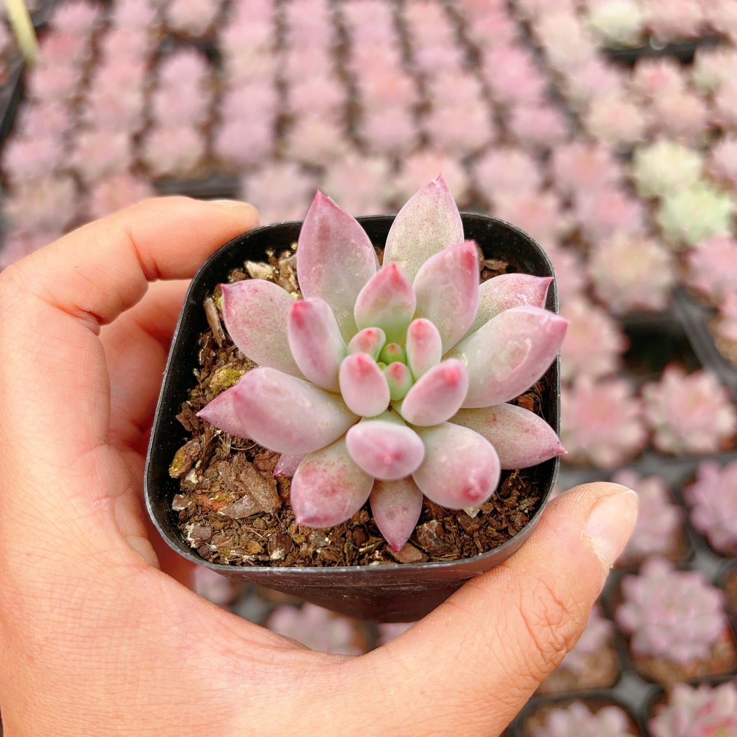 金鱼姬，Echeveria Ponyo，Single Head，6.5cm Pot