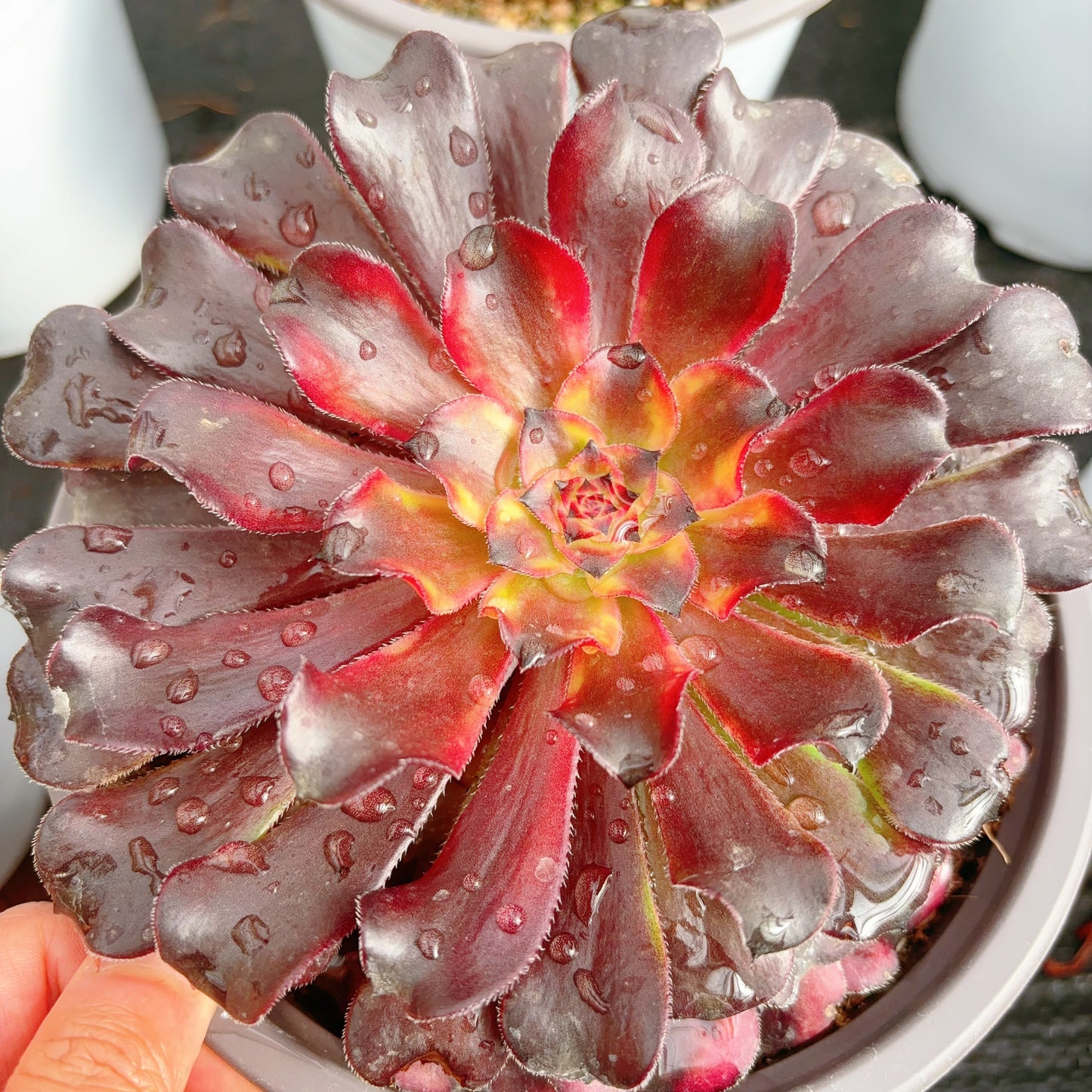 红蜻蜓，Aeonium Red Dragonfly，Single head 13cm