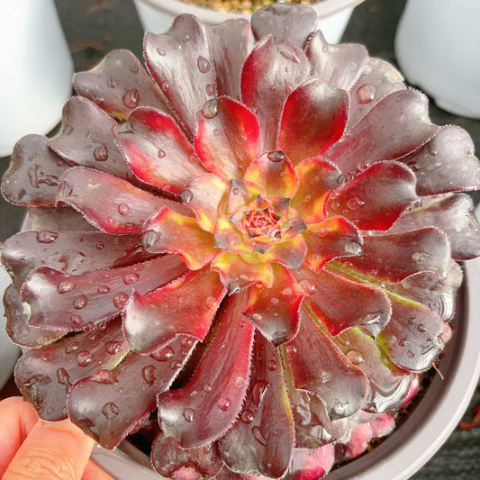 红蜻蜓，Aeonium Red Dragonfly，Single head 13cm