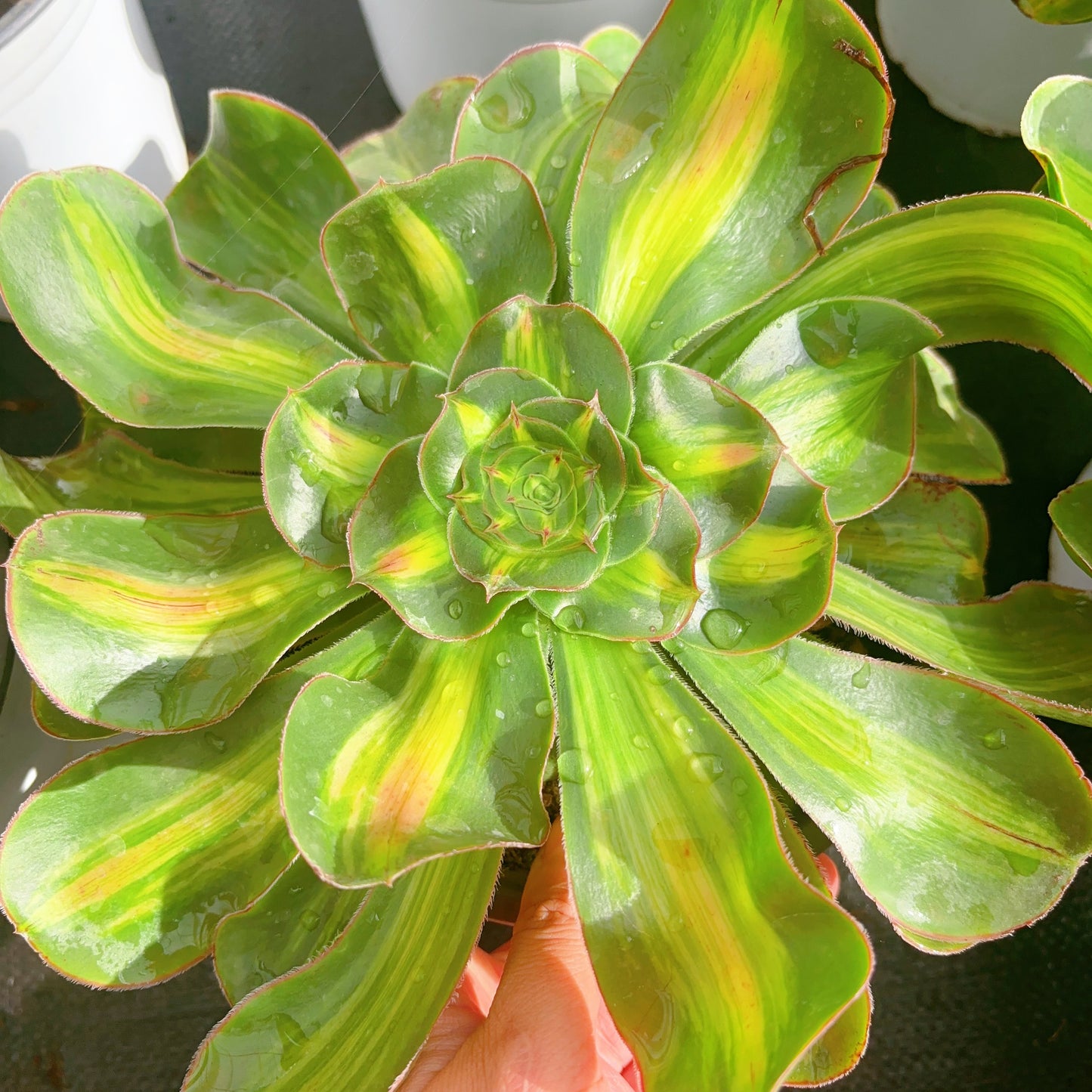 暴君优选，Aeonium Tyrant Selected，Single head 15-20cm