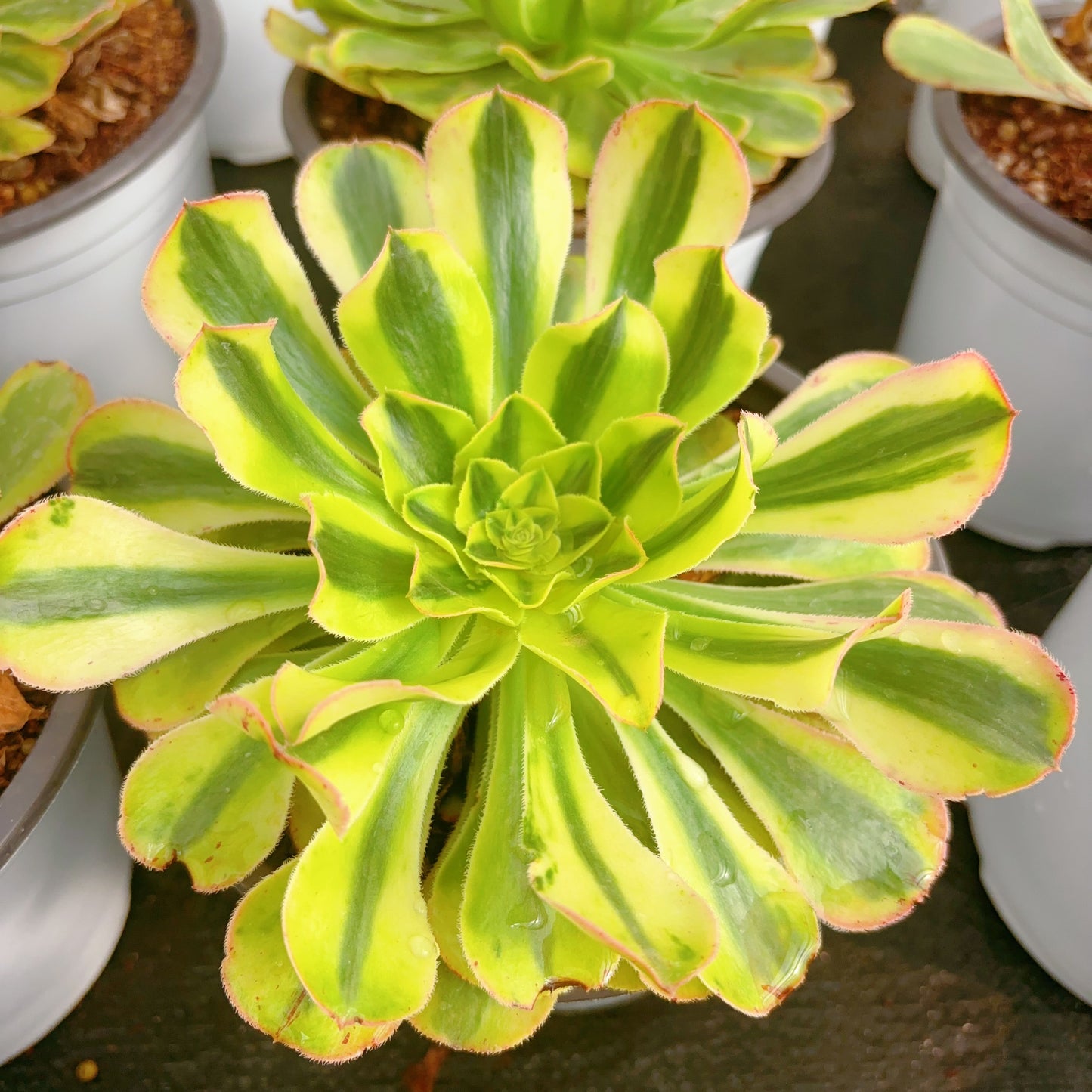 保时捷，Aeonium Porsche，Cutting 10cm