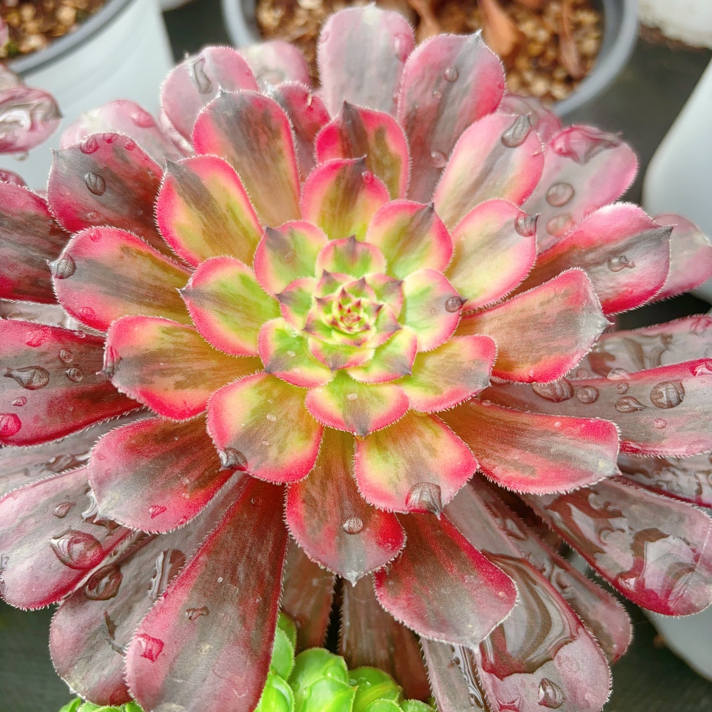 粉体白月光，Aeonium Pure Moonlight the Pink，Single head 13cm