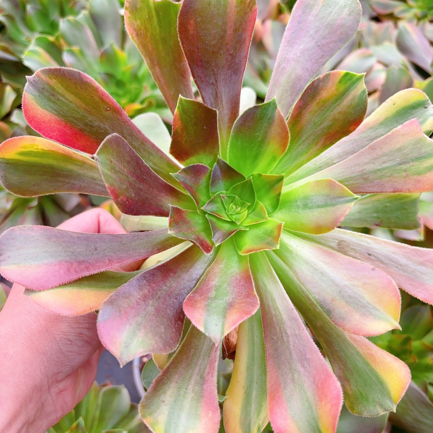 七彩，Aeonium Blushing Beauty Rainbow Varigated，Single Head 13cm