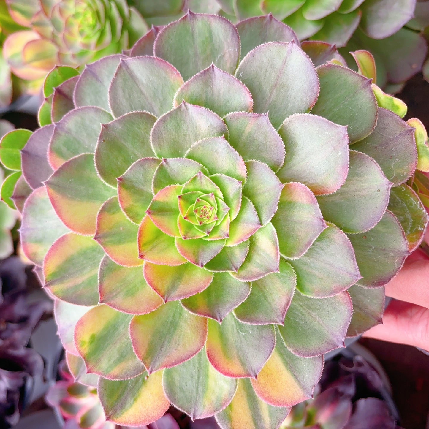 霓虹，Aeonium Neom，Single head 13cm