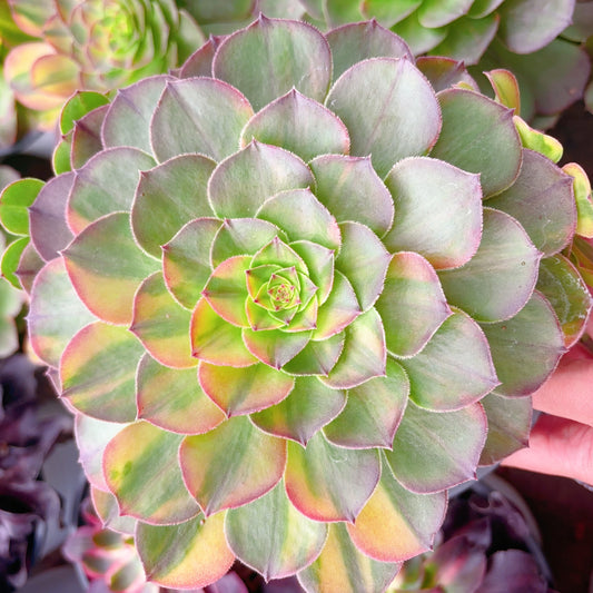 霓虹，Aeonium Neom，Single head 13cm