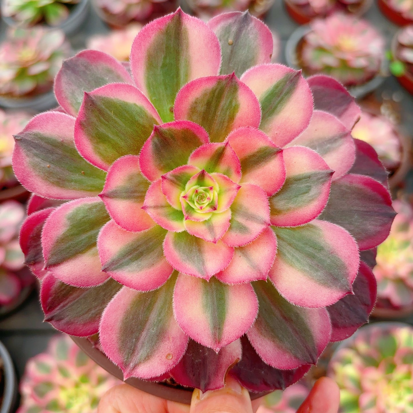 海神，Aeonium Nereus，Single head，13cm