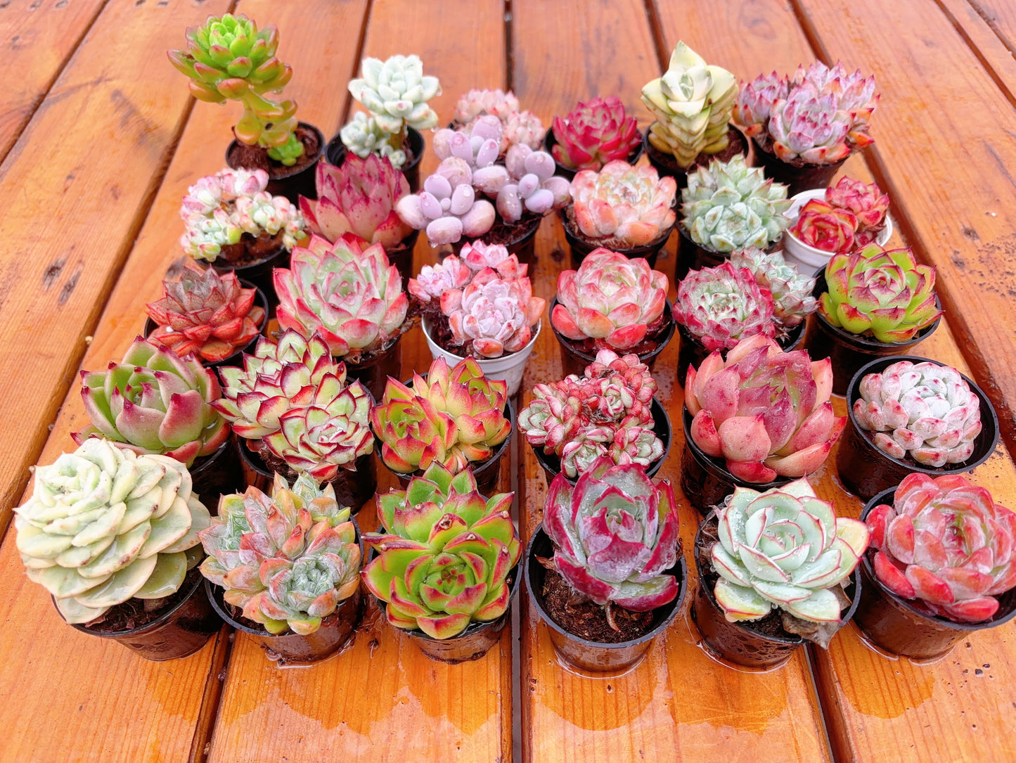 Discount Package，Random 30 Echeverias With at Least 2 Varigated Species and No duplicates.