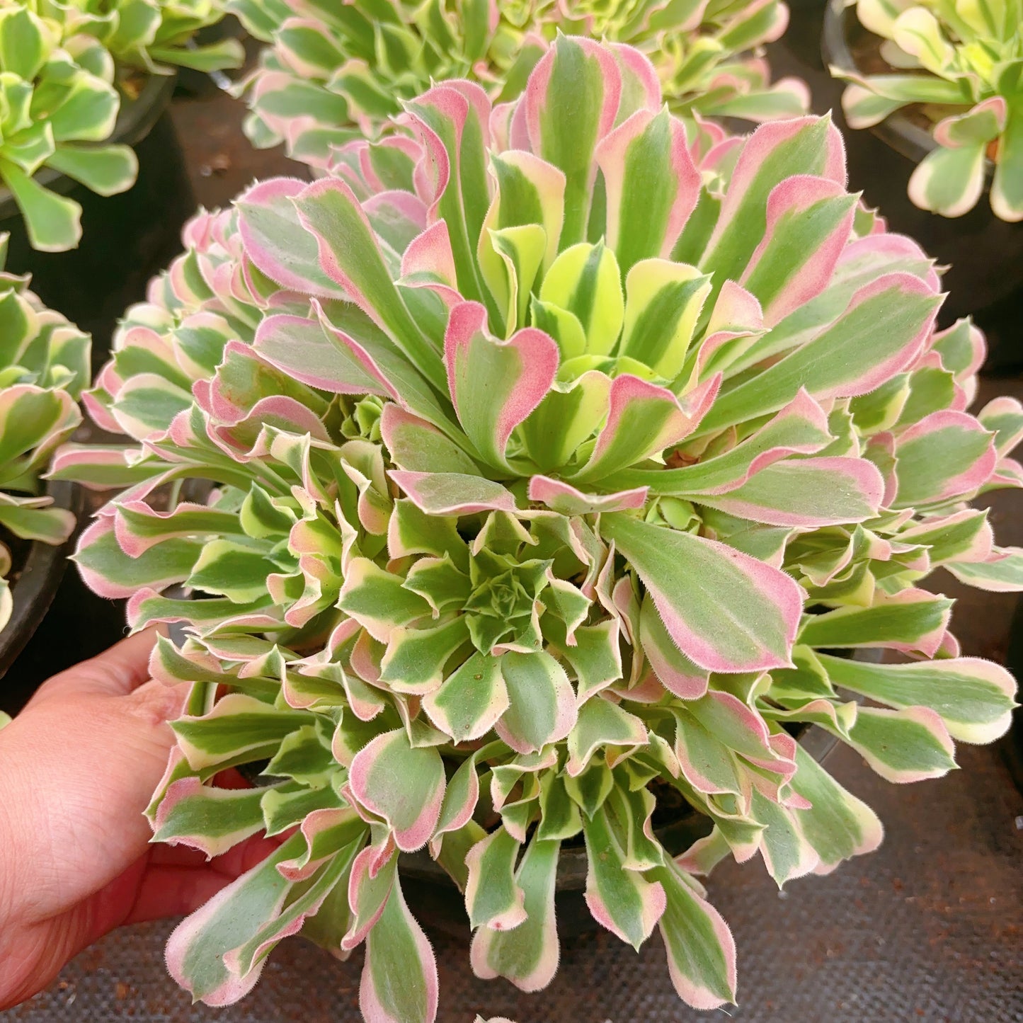 雨花石群Cluster. Aeonium River Stone，Cluster At least 10 heads 20-25cm