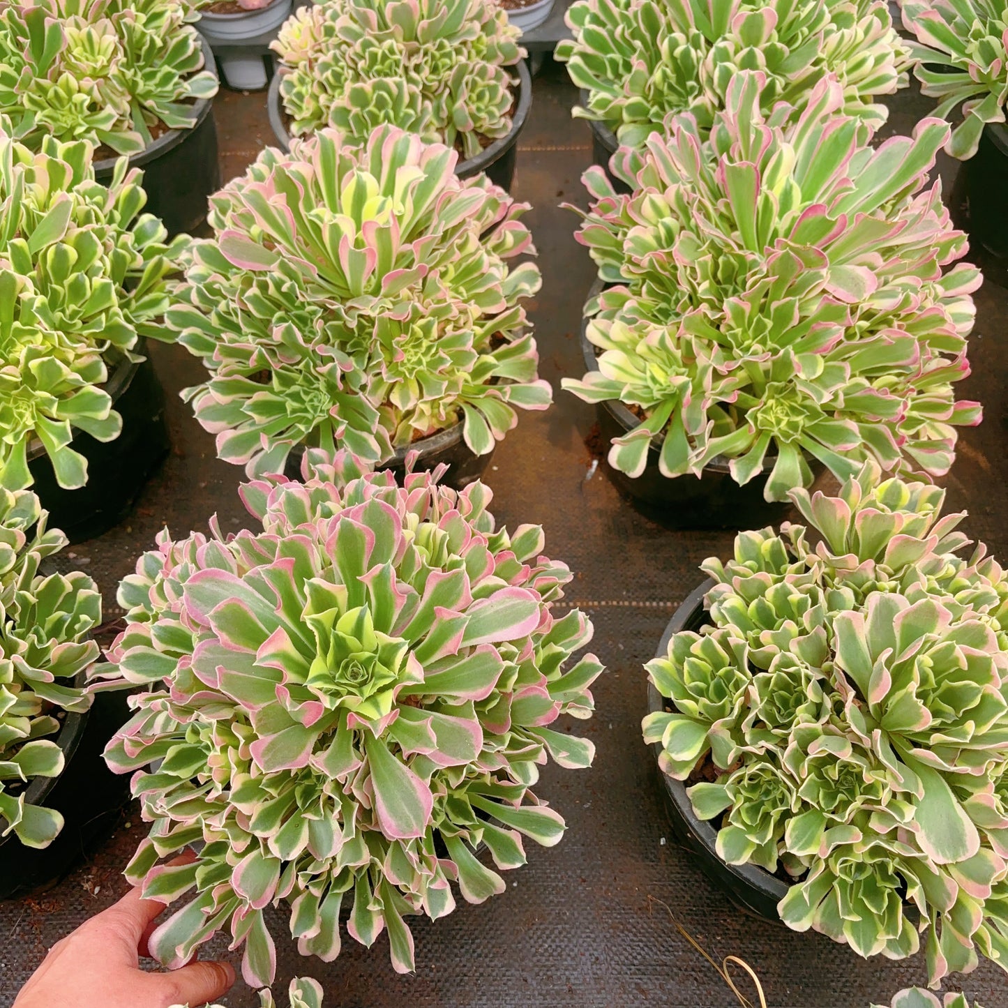 雨花石群Cluster. Aeonium River Stone，Cluster At least 10 heads 20-25cm