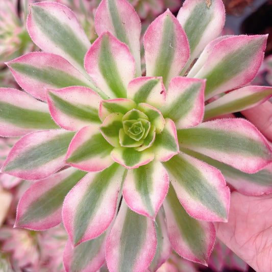 粉水晶，Aeonium Pink Crystal，Single Head 13cm