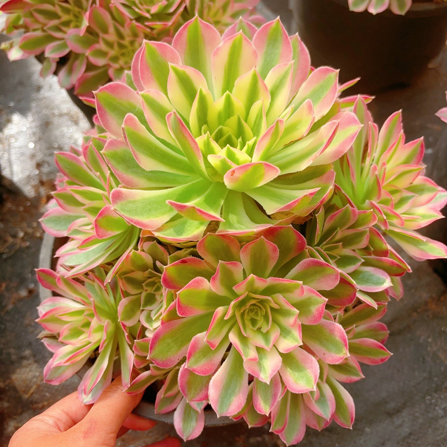 粉水晶，Aeonium Pink Crystal，Cluster 20-25cm，At Least 8 heads