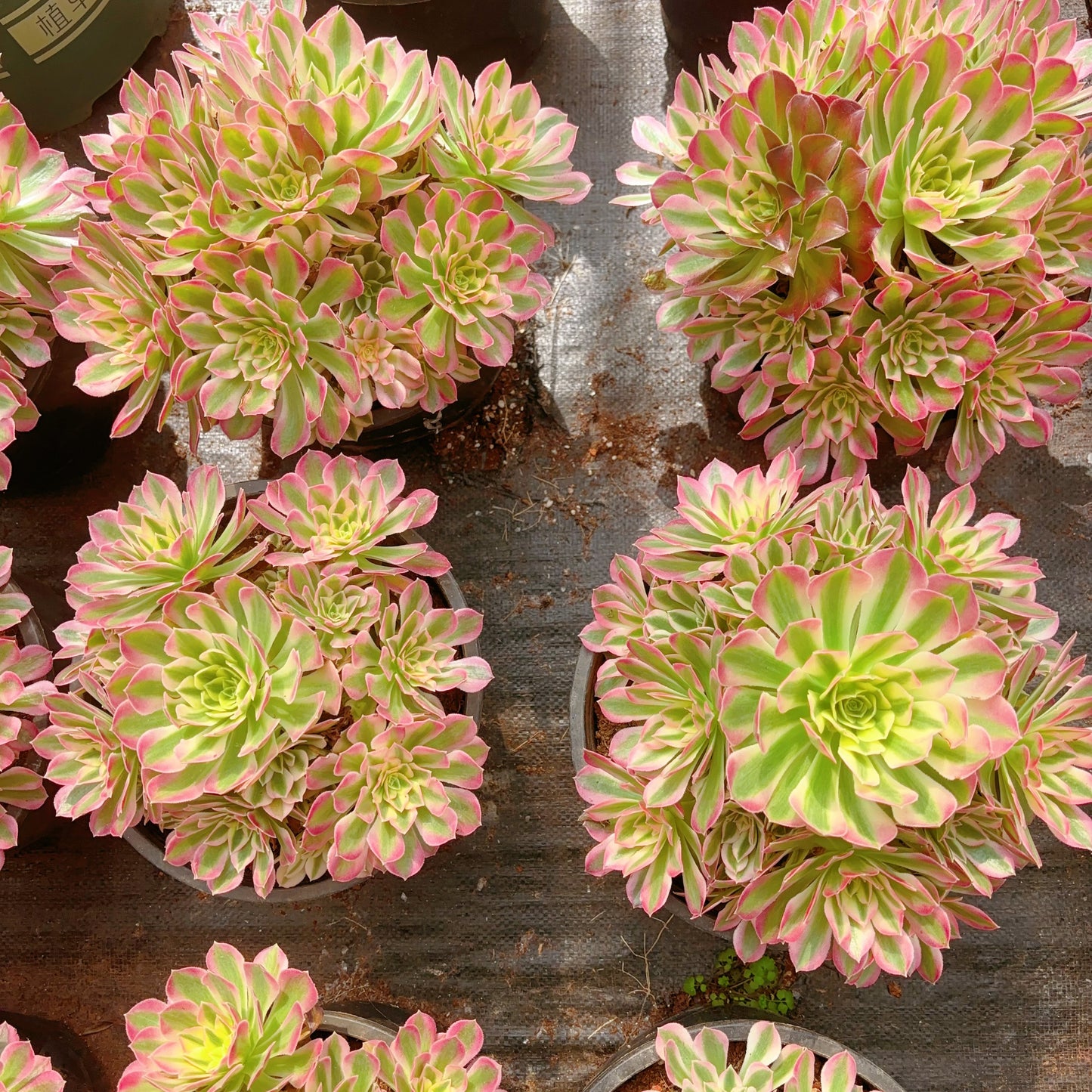 粉水晶，Aeonium Pink Crystal，Cluster 20-25cm，At Least 8 heads