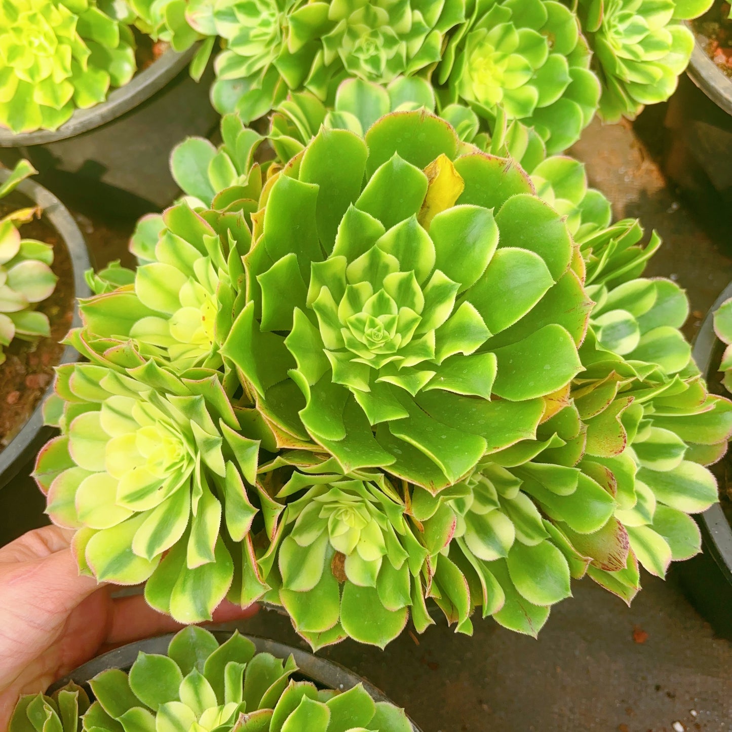 辛妮亚群，Aeonium Sinnia Cluster，25-30cm，At Least 8 heads