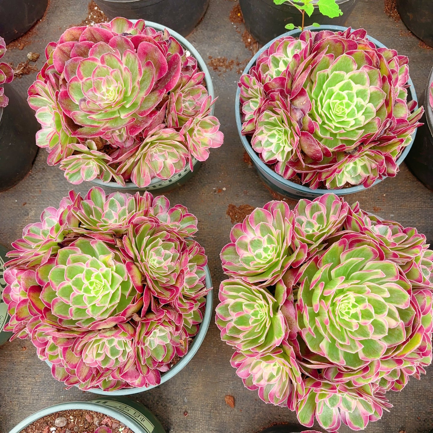 孔雀翎群，Aeonium Peacock Plume Cluster，25cm At Least 8 heads