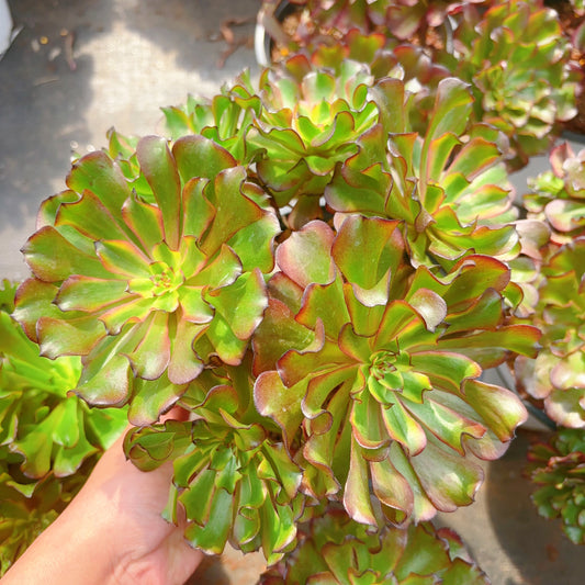 凌波仙子群，Aeonium Limbo Fairy Cluster，20cm At Least 6 heads