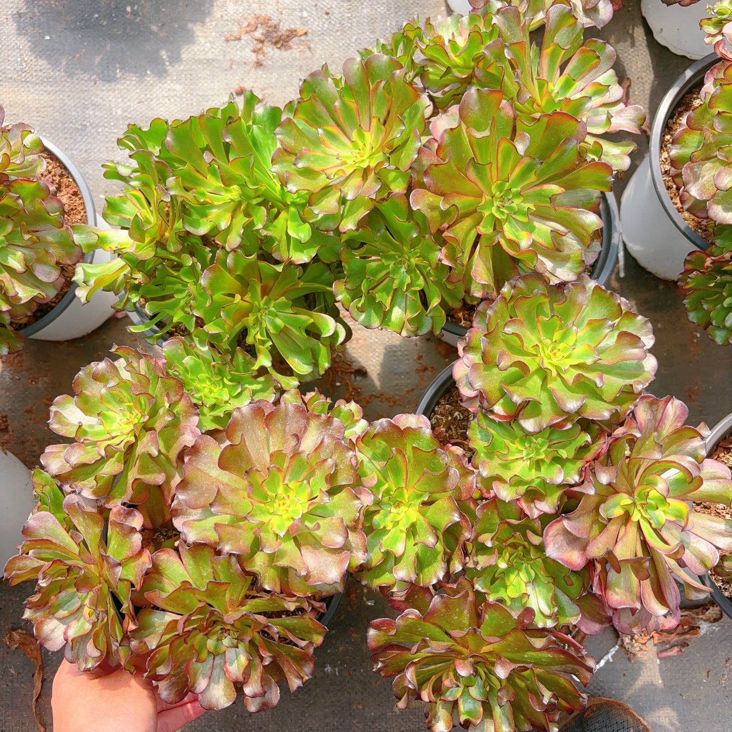 凌波仙子群，Aeonium Limbo Fairy Cluster，20cm At Least 6 heads