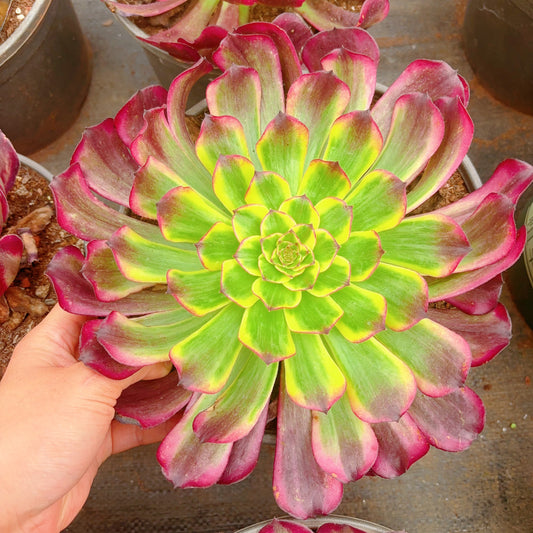 云姬，Aeonium Miss Cloudy，Single Head 13cm