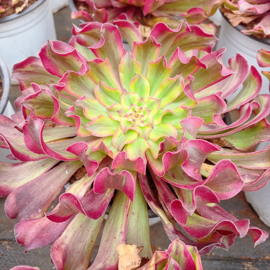 彩云优选，Aeonium Rosy Clouds Selected，Single Head 15cm