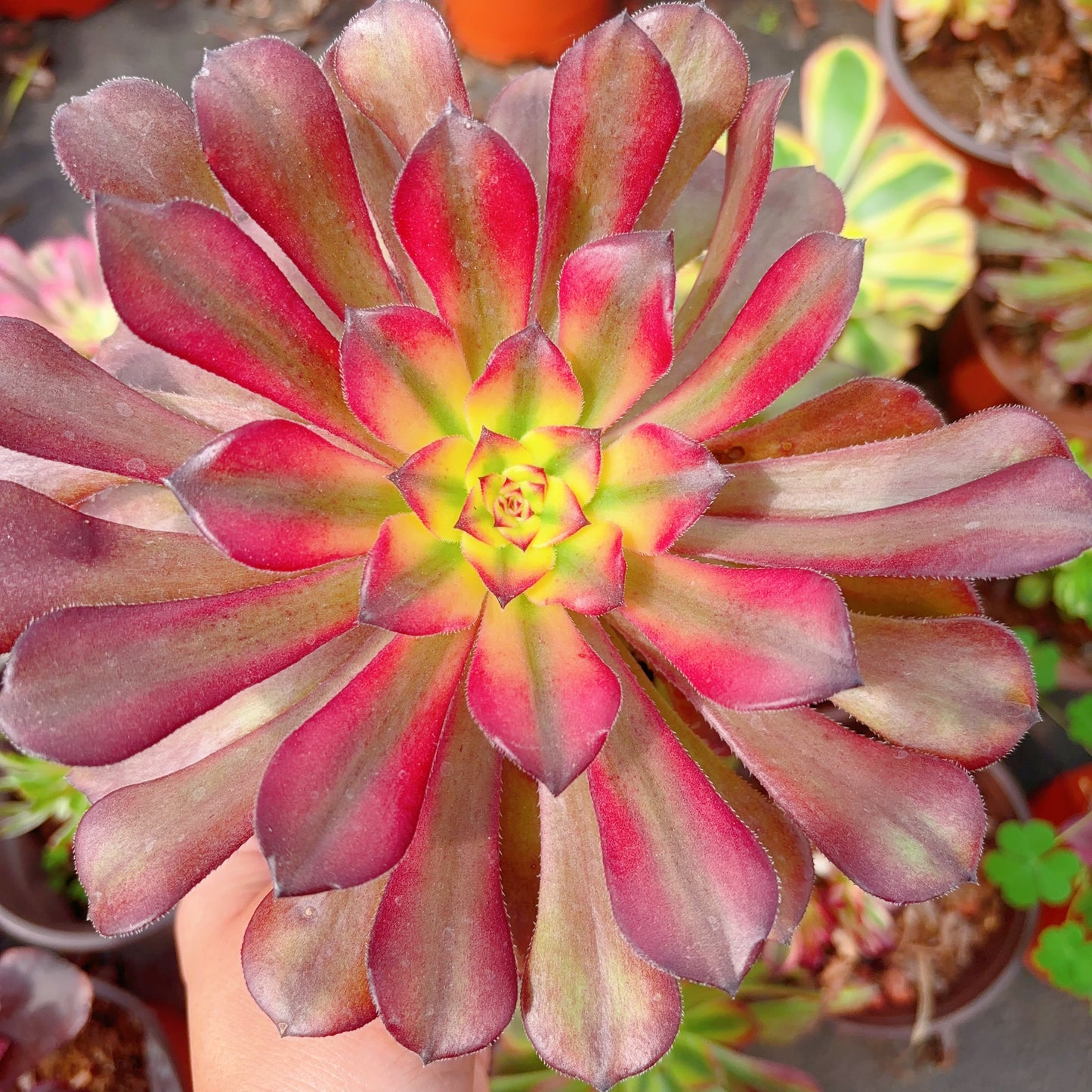 月婵 Aeonium Moon Chan，Cutting 10cm